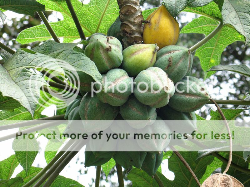 Mountain Papaya CARICA pubescens "Wild Papaya, Chamburo" Live Plant